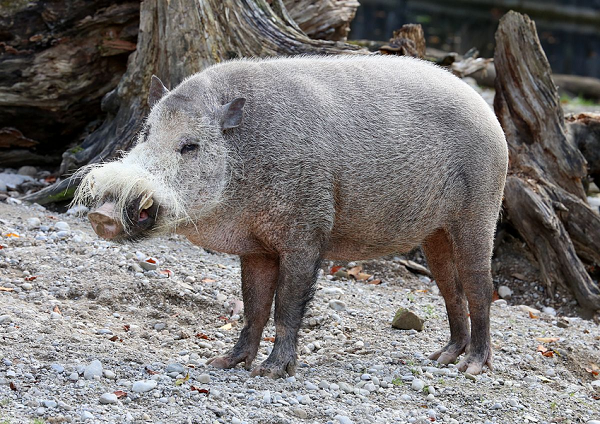 Lợn râu Borneo (Sus barbatus). Kích thước: Đầu và thân dài 70-130 cm. Khu vực phân bố: Khu vực Đông Nam Á. Tình trạng bảo tồn trong Sách Đỏ IUCN của loài lợn rừng này: Sắp nguy cấp.