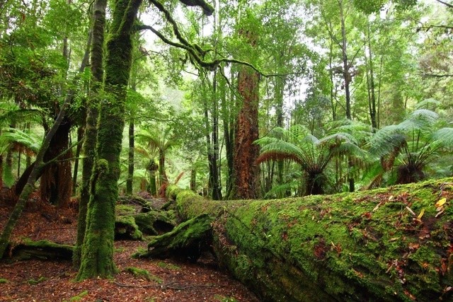 Rừng Takayna/Tarkine (Úc):  Khu rừng mưa ôn đới Takayna/Tarkine của Tasmania tái hiện lại khung cảnh Trái Đất cách đây 300 triệu năm. Đây là nơi sinh sống của loài cây sống lâu đời thứ hai trên hành tinh, thông Huon, với tuổi thọ lên tới 3.000 năm. Bạn có thể đăng ký tour Tarkine Trails với chuyến du ngoạn 4 ngày này băng qua những vùng đẹp nhất của Tarkine.