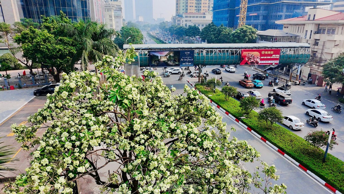 Thời điểm đầu mùa Thu,  hoa sữa bung nở, hương thơm nồng nàn đã trở thành một nét đặc trưng vốn có của Hà Nội.