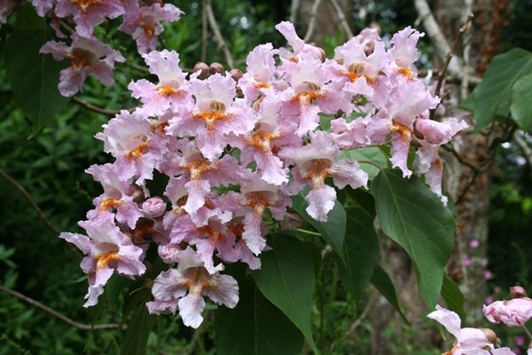 Cây Mãn châu Catalpa hay là  cây gỗ thu (tên khoa học là Catalpa bungei) có hình dáng cao lớn, thẳng tắp với tán lá rộng và cành lá sum suê. Vỏ cây màu xám nâu, có những đường nứt dọc, tạo cảm giác cổ kính và bền bỉ.