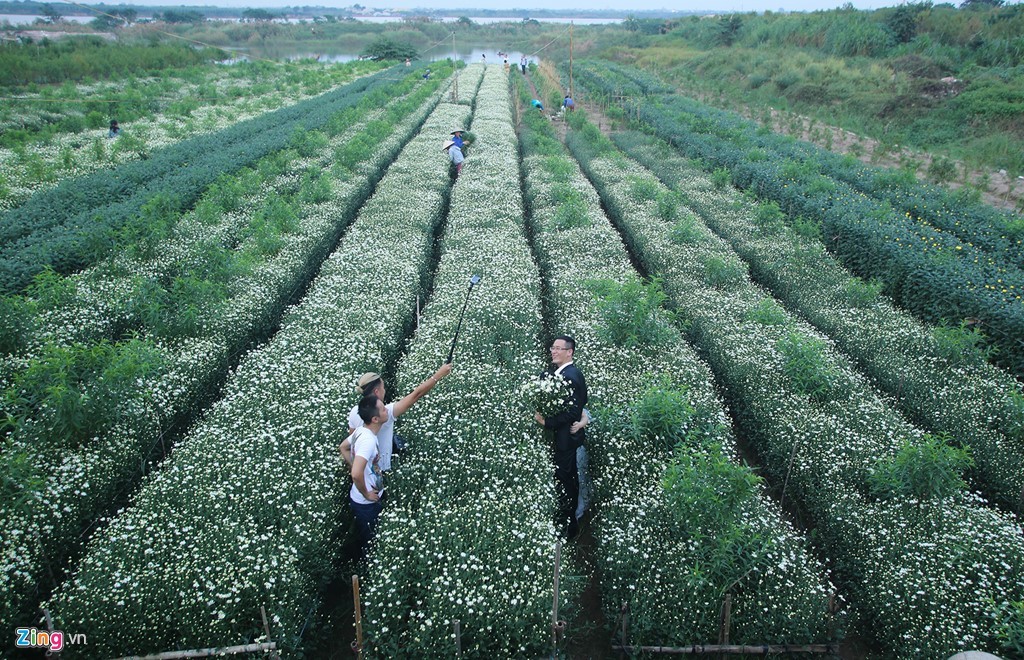 Một góc làng hoa Nhật Tân, nơi trồng nhiều  cúc họa mi nhất ở Hà Nội. 