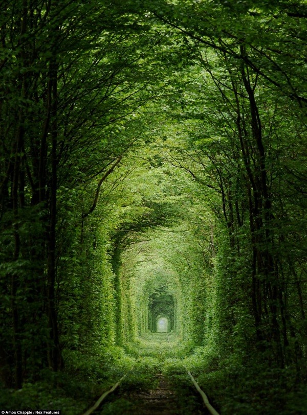 The Tunnel of Love - Đường hầm tình yêu là một phần của tuyến đường sắt công nghiệp nằm gần Klevan, Ukraine.