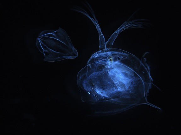 Tương tự như các loài động vật giáp xác, bọ chét nước (Daphnia Magna) phải trải qua quá trình lột xác để tiếp tục phát triển.