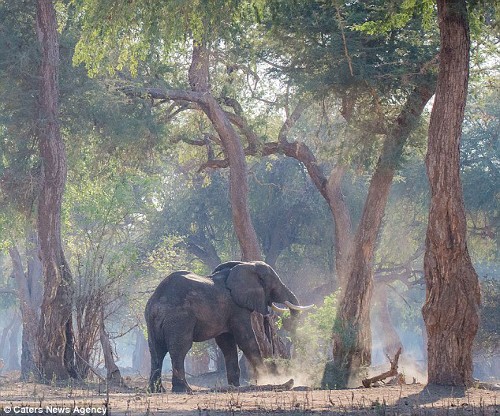 Chú voi đực lang thang tìm thức ăn tại Vườn quốc gia Mana Pools, phía bắc Zimbabwe.