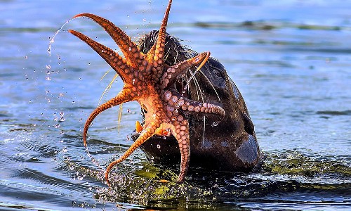 Tại khu vực đầm lầy Bolsa Chica ở thành phố Huntington Beach, phía nam tiểu bang California, Mỹ, con hải cẩu đói bụng quyết định tấn công bạch tuộc cho bữa sáng.