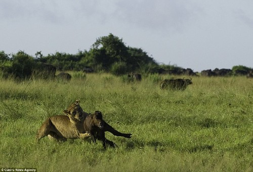 Tại vùng đồng bằng Duba ở Botswana, một chú nghé con xa mẹ đã bị sư tử cái để ý.