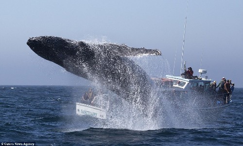 Trên vịnh Monterey ở California, Mỹ, một chú cá voi bất ngờ lao lên khỏi mặt nước ngay cạnh tàu du lịch.