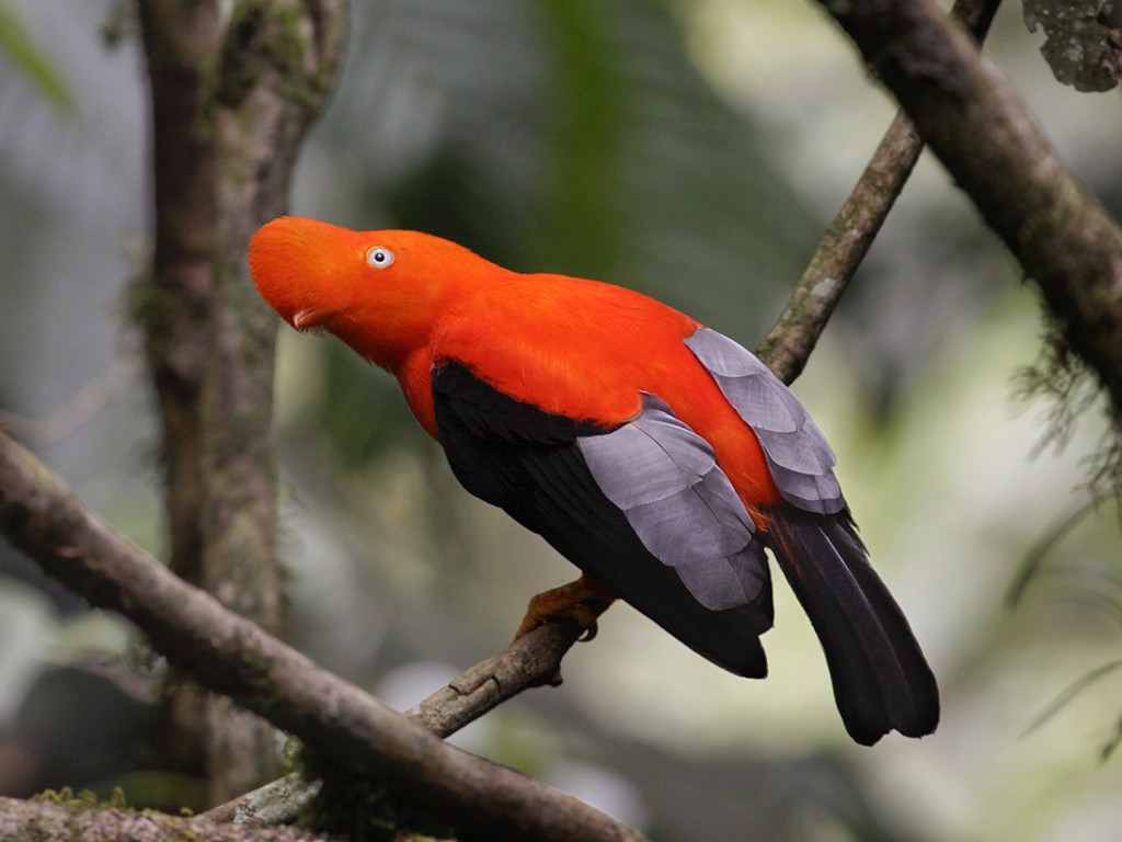 Rupicola peruvianus được chọn làm quốc điểu của Peru, nổi tiếng với tiếng hót không khác gì tiếng ếch kêu. Phần đầu của con cái có màu cam đậm, trong khi con đực lại sở hữu màu cam rực rỡ nhằm thu hút bạn tình.