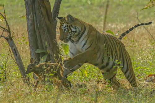 Tại Khu bảo tồn Tadoba Andhari ở Maharashtra, Ấn Độ, con hổ hung dữ bất ngờ chạy nhảy và đùa cùng nai con bé bỏng.