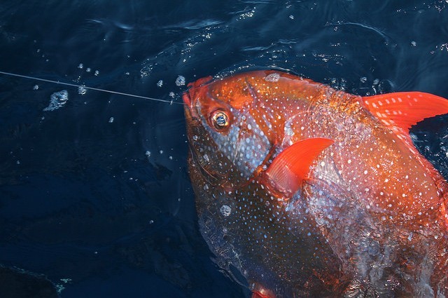  Cá máu nóng đầu tiên trên thế giới là cá mặt trăng (còn được gọi là cá opah hoặc cá moonfish). Phát hiện này khiến giới khoa học vô cùng sửng sốt.