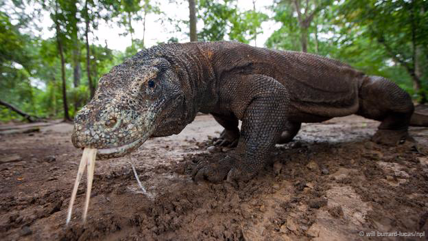 Thiên nhiên hoang dã là nhà của những  con rồng đáng kinh khiếp này. Rồng Komodo không thở ra lửa, nhưng với chiều dài 3m và cân nặng 70kg, chúng là loài bò sát to lớn nhất, có thể giết chết cả lợn, nai và trâu bằng cái miệng lởm chởm răng sắc nhọn và nọc độc kinh khủng của nó.