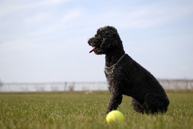 Tuy rất nổi tiếng tại Pháp nhưng chó săn vịt hay còn gọi là chó Poodle có nguồn gốc từ Đức. Tên bản địa của chúng là pudel, theo tiếng Đức nghĩa là “thợ lặn” hay “chó nước”. Loài chó điệu đà nhất thế giới này có những  khám phá bất ngờ ít ai biết đến.