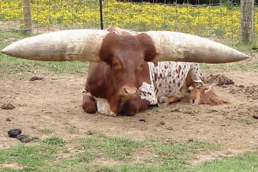 Bò Watusi (hay còn gọi là bò Ankole sừng dài - Ankole-Watusi Cow) sở hữu cặp sừng ấn tượng hơn cả những con linh dương hoang dã, được dùng để phòng thủ, đồng thời cũng giúp chúng bình tĩnh hơn.  Giống bò hiếm này có hình dáng quái dị, độc đáo.