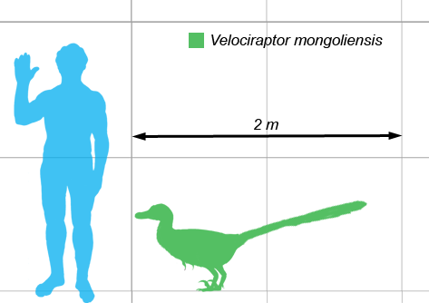 Velociraptor là một loài khủng long thuộc chi Dromaeosauridae có kích thước trung bình, con trưởng thành chỉ dài khoảng 2,07m, và nặng chừng 15 kg. Hộp sọ dài 25cm có một kiểu cong lên đặc biệt.  Sự thật tàn khốc về loài khủng long này có thể khiến bạn rùng mình.