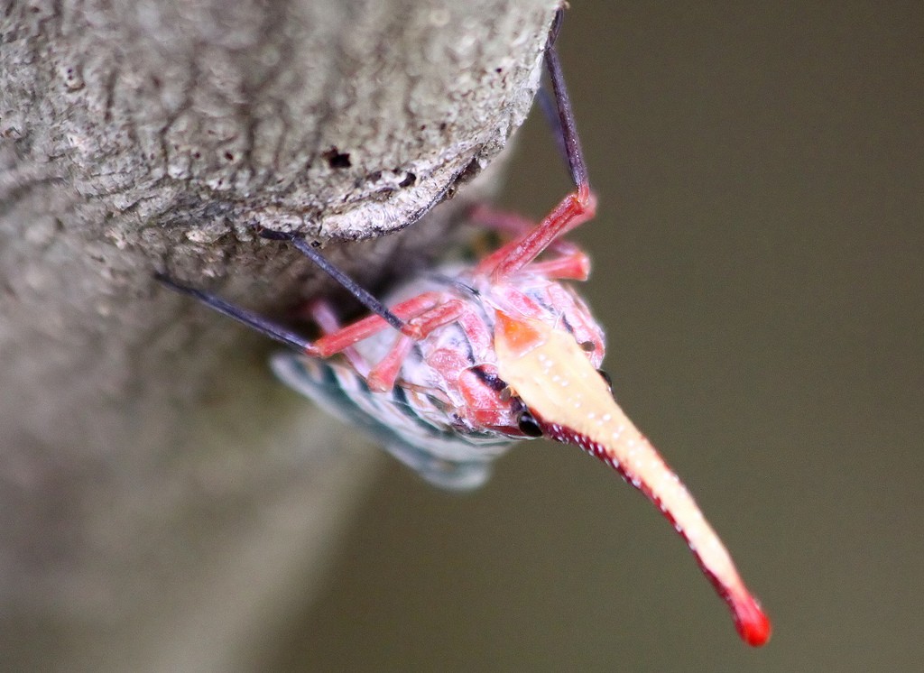 , Trong  thế giới côn trùng, Lantern fly (tạm dịch: ruồi đèn lồng) là một loài côn trùng đầu lõm đặc biệt với chiếc vòi dài có thể phát ra ánh sáng tương tự như những con đom đóm. Chiếc vòi này thực chất là một cái ống rỗng, giúp chúng đâm vào vỏ cây tìm nhựa để ăn.