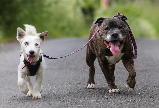 Chú  chó Pit bull trong ảnh có tên là Buzz và là người bạn đồng hành rất tốt của con chó mù bên cạnh.