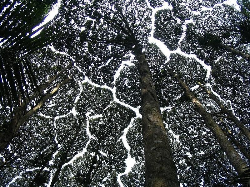  Hiện tượng vòm cây nhút nhát (Crown shyness) hay tán buông là một hiện tượng thiên nhiên xảy ra đối với một số loài cây, trong đó những ngọn cây mọc gần nhau, có chiều cao tương tự như nhau không bao giờ chạm hay đan cài vào nhau mà cách nhau một khoảng cách nhất định.