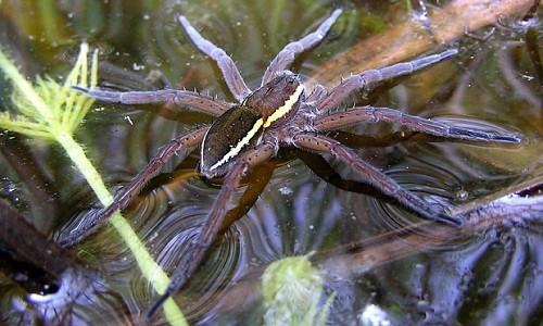 Loài  nhện khổng lồ ăn cá (fen raft spider) có đặc điểm là cơ thể không có lông, chân dài, thân đen và có vạch sọc màu kem đặc trưng dọc trên cơ thể. Chúng thích sống trong những mương rãnh và hồ nước ở vùng đất ngập.