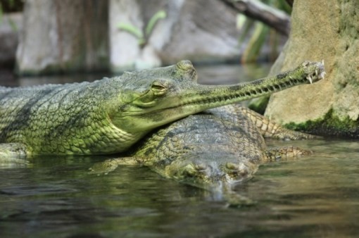 Tên khoa học của cá sấu Ấn Độ hay cá sấu sông Hằng là Gharial. Dù cá sấu Gharial sở hữu chiều dài lên tới 6 m, có vẻ ngoài đáng sợ, song chúng rất lành. Với miệng hẹp và nhiều răng, Gharial chỉ xơi tái những con cá mà không bén mảng đến những con mồi lớn hơn như nhiều loài cá sấu khác. Hiện nay loài  cá sấu có vẻ ngoài đáng sợ này đối mặt với nguy cơ tuyệt chủng cao bởi nó chỉ tồn tại ở phạm vi rất nhỏ, khoảng 2%, ở khu vực vốn là nơi cư ngụ của loài cá sấu Nam Á này.