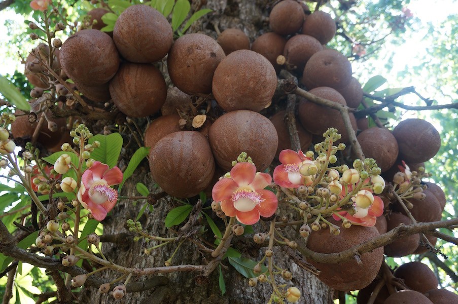 Cây đầu lân hay cây sala (Couroupita guianensis) được các quốc gia ở khu vực Nam Á, trong đó có Việt Nam coi là một loài cây của Phật giáo. Tuy vậy, loài cây này còn được biết đến trên thế giới với tên gọi " cây bom" (cannonball tree) do đặc tính kỳ lạ của quả loài cây này.