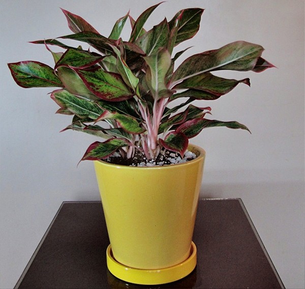  Cây phú quý có tên khoa học là Aglaonema hybrid. Đây là một loàicây có nguồn gốc từ Indonesia, có thể sống ở nơi ít ánh sáng, không gian hẹp, được trồng trong đất hoặc thủy canh. Người ta thường trồng cây này trong trang trí nội thất, văn phòng.