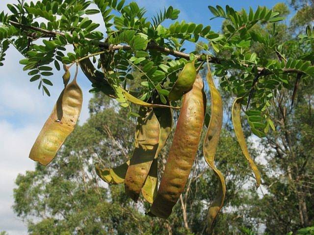 Bồ kết còn gọi là bồ kếp, chùm kết, tạo giác, tạo giáp, trư nha tạo giác. Đây là loại cây lâu năm, thân có gai.  Cây bồ kết có hai loại là bồ kết tây và bồ kết ba gai. (Nguồn Phunutoday) 