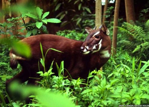  Loài sao la còn được mệnh danh là kỳ lân châu Á. Đây là một trong những loài thú hiếm nhất trên thế giới được các nhà khoa học phát hiện năm 1992. Việc phát hiện này cũng là một trong những phát hiện quan trọng về động vật trong thế kỷ 20. (Nguồn Nld)