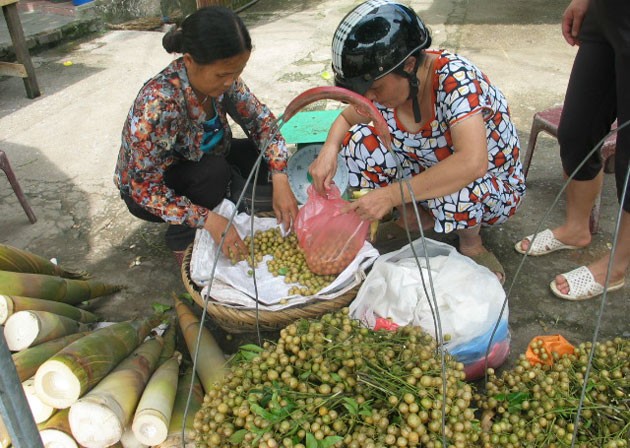  Quả mắc mật là loại quả ăn được mọc tự nhiên trong rừng. Loại quả này được mọi người biết đến như một đặc sản của xứ Lạng. (Nguồn Nhandan)