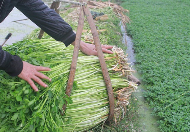  Cây rau cần là loại rau thông dụng. Đây là món rau thường xuyên có mặt trong bữa cơm của gia đình người Việt khi trời vào lạnh. (Nguồn Vidanvn)