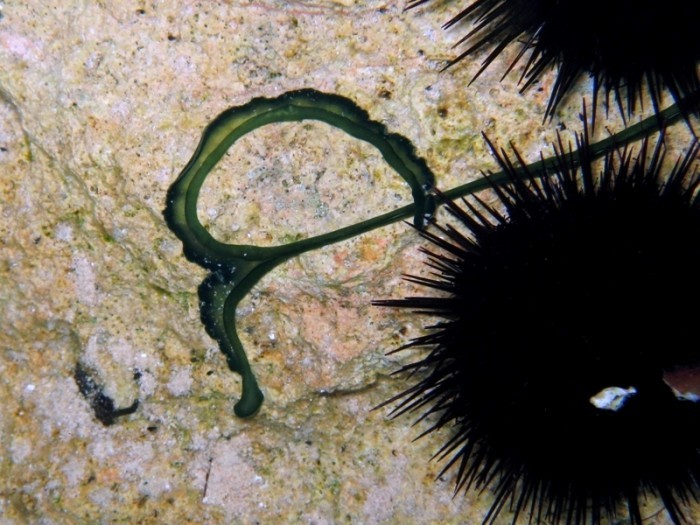  Loài giun kỳ lạ Bonellia viridis có hình dáng giống chiếc thìa, màu xanh lục. Chúng có cơ bắp phát triển rất tốt. Ảnh marinespecies.