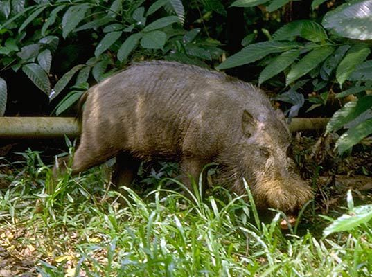  Lợn râu Borneo sống ở rừng nhiệt đới và rừng ngập mặn. Trên thế giới, loài lợn này phân bố ở Sumatra, khu vực Đông Nam Á, Borneo, bán đảo Mã Lai. Ảnh animaldiversity.