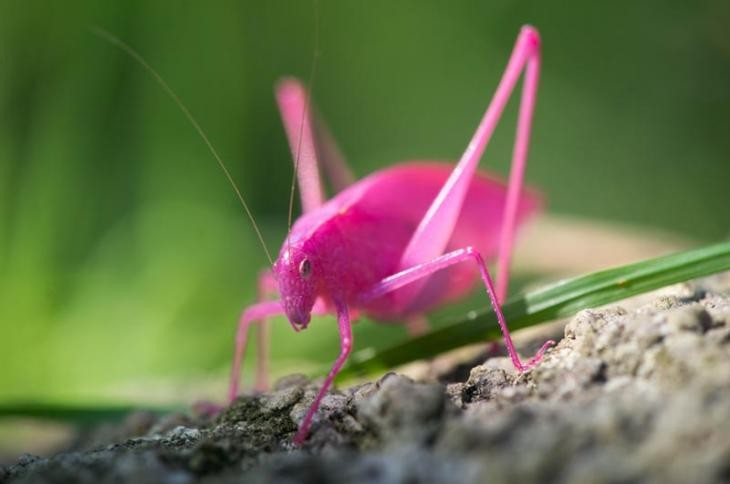 Loài  châu chấu màu hồng đặc biệt này có tên là Katydid. Đây là loài côn trùng cực kỳ quý hiếm, thường chỉ được tìm thấy ở miền Tây Hoa Kỳ. Ảnh vineyardgazette.