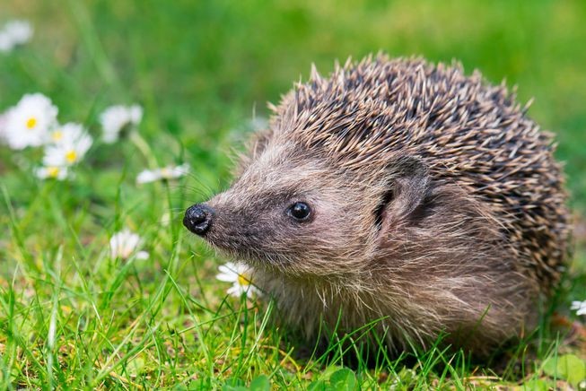  Nhím Hedgehog là loài động vật chậm chạp nhưng chúng lại sở hữu bộ lông đầy gai nhọn. Đây chính là lớp áo giáp bảo vệ chúng khỏi những con rắn độc. Ảnh mnn.