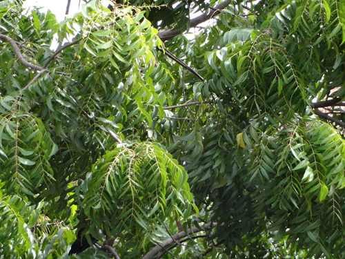 Trên thế giới,  cây sầu đâu phân bố ở Sri Lanka, Lào, Campuchia, Thái Lan, Indonesia, Ấn Độ. Ảnh trungtamduoclieu.