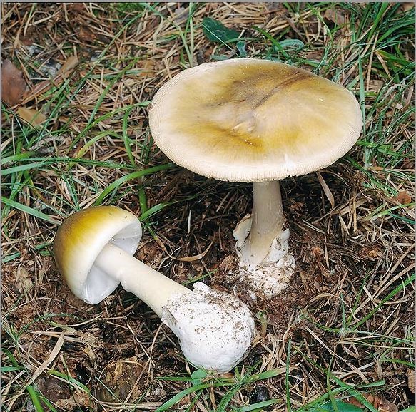  Nấm mũ tử thần có tên khoa học là Amanita phalloides. Loài nấm này thường mọc bên dưới những cây sồi trong rừng. Ảnh photomazza.