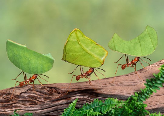  Kiến cắt lá là loài kiến xuất hiện nhiều ở miền Đông và miền Trung bang Texas nước Mỹ. Loài kiến này được xem là một dịch hại cho nền nông nghiệp. Ảnh pestcarepro.