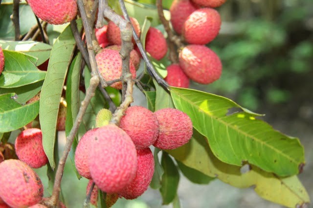 Ở An Giang,  loài cây rừng này mọc rải rác khắp vùng Bảy Núi, đặc biệt là núi Cô Tô, núi Dài, núi Cấm… Ảnh blogspot.