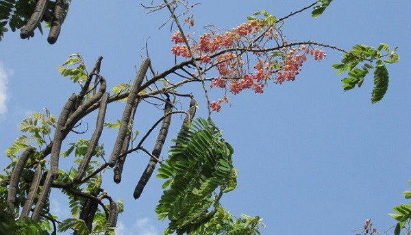  Cây ô môi là cây gỗ trung bình cao từ 10m - 20m. Hoa có màu hồng tươi mọc thành chùm ở những kẽ lá đã rụng. Quả có hình trụ dẹt dài từ 40cm – 60cm, cong như lưỡi liềm. Ảnh pgrvietnam.