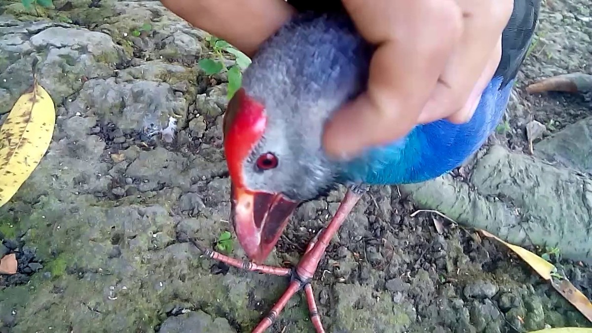  Chim  trích  cồ có tên khoa học là Porphyrio poliocephalus. Loài chim này có màu sắc đẹp, trước mắt và xung quanh mắt trắng phớt xám, cánh xám lẫn xanh lục, đuôi đen hơi phớt xanh. Ảnh ytimg.