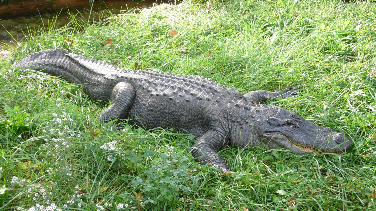  Cá sấu mõm ngắn Mỹ có tên khoa học là Alligator mississippiensis. Đây là loại cá sấu bản địa của Mỹ, chỉ sống ở khu vực bờ biển Gulf. Ảnh wikimedia.