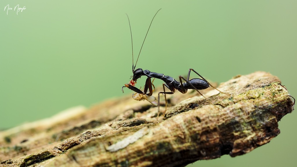  Bọ ngựa kiến châu Á xuất hiện tại nhiều quốc gia Á Đông, trong đó có Việt Nam. Ảnh staticflickr.