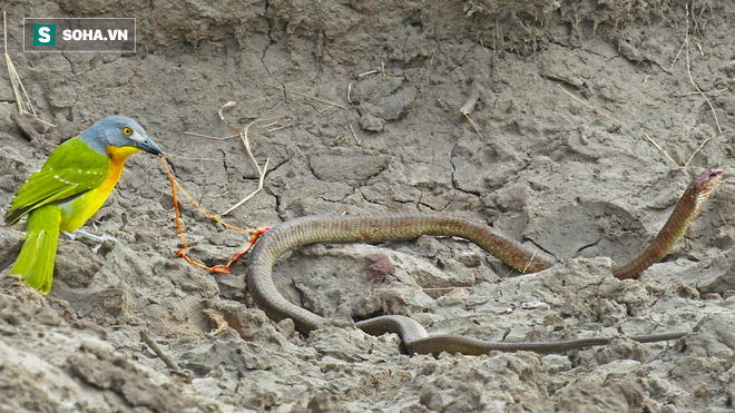 Rắn mỏ đỏ (Rufous Beaked), có tên khoa học là Rhamphiophis oxyrhynchus, một loại  rắn độc đã phải chết dưới mỏ cứng của một con chim bách thanh bụi đầu xám, con chim này đã mổ mù mắt và kéo phần ruột rắn độc ra để ăn.