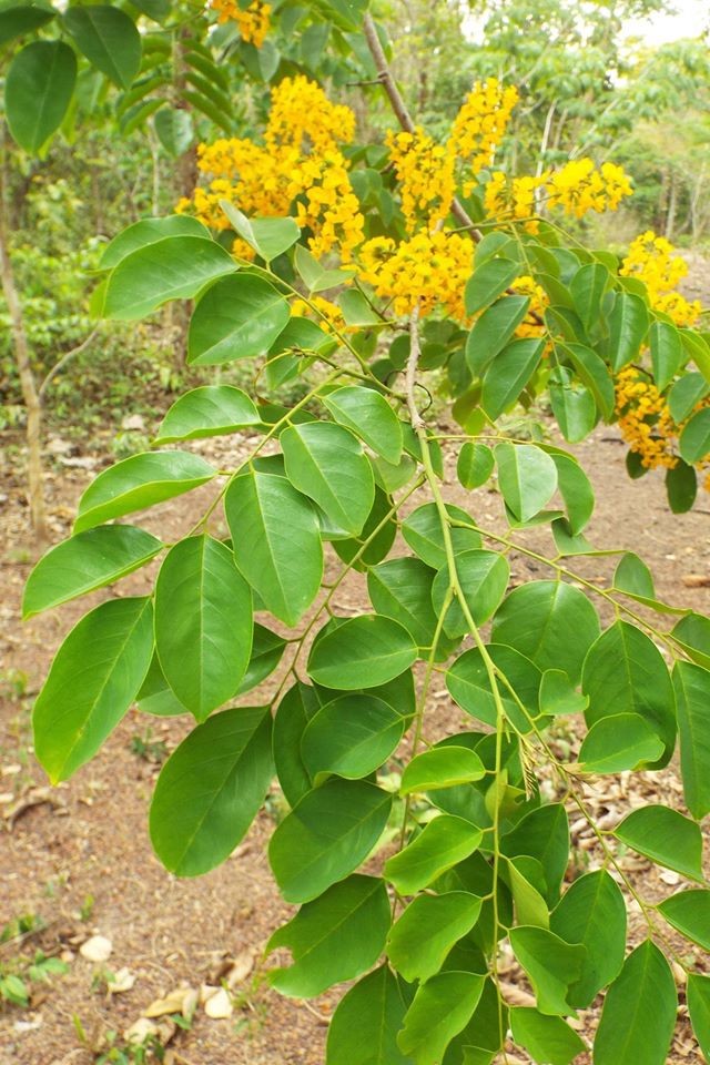  Cây giáng hương có tên khoa học là Pterocarpus macrocarpus Kurz. Cây có thể cao tới 20m - 30m, thân thẳng, vỏ có màu xám, bong những vảy lớn. Ảnh: botanyvn.