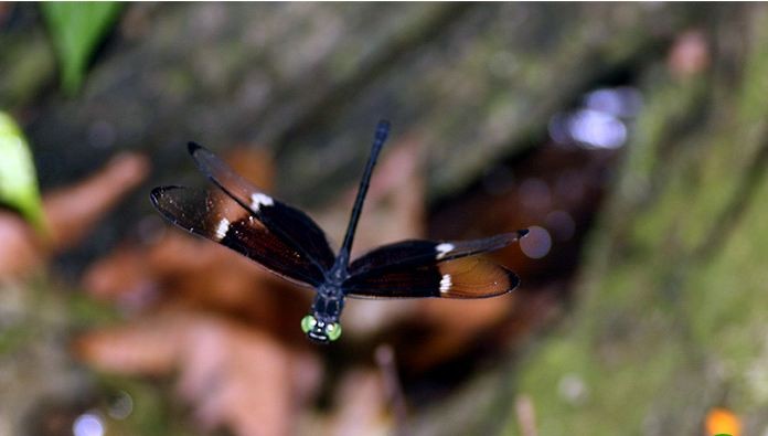  Chuồn chuồn Chlorogomphus nakamurai là loài chuồn chuồn trong họ Chlorogomphidae, được mô tả khoa học lần đầu tiên năm 1995. Ảnh: vncreatures.