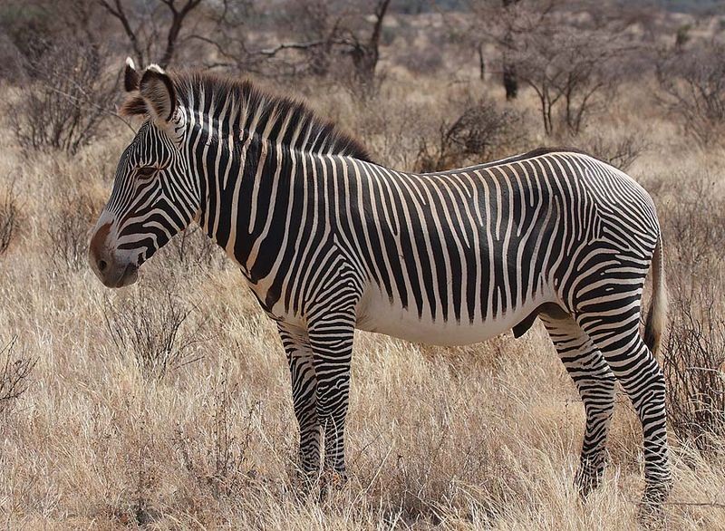  Ngựa vằn Grevy có tên khoa học là Equus grevyi. Đây là loài động vật có vú có kích thước, dài từ 2,5m - 2,7m, cao từ 1,45m - 1,6m, nặng từ 350kg - 450kg, lớn hơn cả cá loài săn chúng (sư tử). Ảnh: wikipedia.