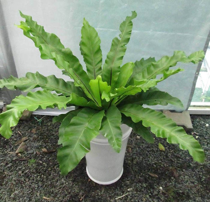  Cây tổ chim có tên khoa học là Asplenium nidus, thuộc ngành Dương Xỉ. Ngoài ra, nó còn có nhiều tên gọi khác như cây tổ điểu, cây ổ phụng, cây ráng ổ phụng, cây ráng tổ quạ. Ảnh: hongcaycanh.