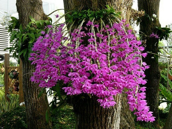 Hoa  lan phi điệp tím có tên khoa học là Dendrobium anosmum. Ở miền Nam, lan phi điệp tím được biết đến với tên gọi giả hạc hay giã hạc. Ảnh: phunuvagiadinh.