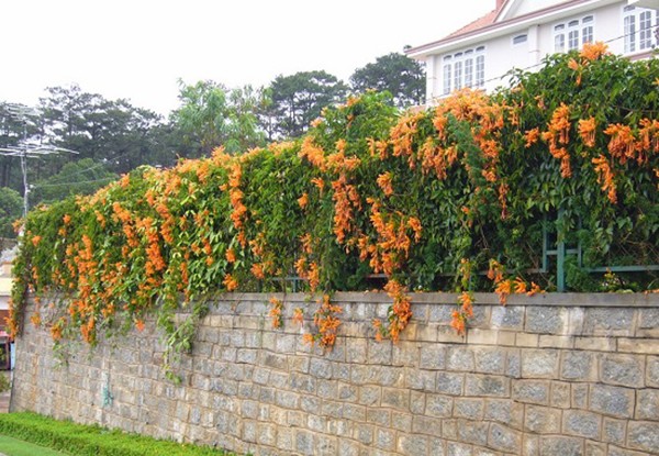  Cây hoa lửa, hay còn gọi cây chùm ớt có tên khoa học là Bignonia floribunda Hort, có nguồn gốc từ Brazil. Chùm ớt thuộc loại cây thân leo, sống lâu năm. Ảnh: hoadepviet.