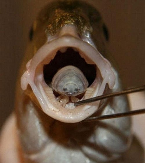 Cymothoa Exigua là một loài  ký sinh trùng đặc biệt, còn được biết đến như rận ở lưỡi cá. Ảnh: khoahoc.