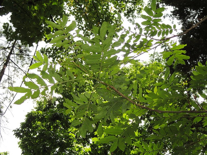  Cây cơi có tên khoa học là Pterocarya Tonkinensis (Franch.) Dode. Đây là loại cây nhỡ leo cao 5m - 10m, lá kép lông chim, hoa đơn tính, quả họp thành bông thòng, rất dài, tới 15cm hoặc dài hơn. Ảnh: ydvn.